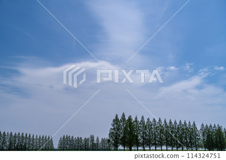 Metasequoia and Cycling 114324751
