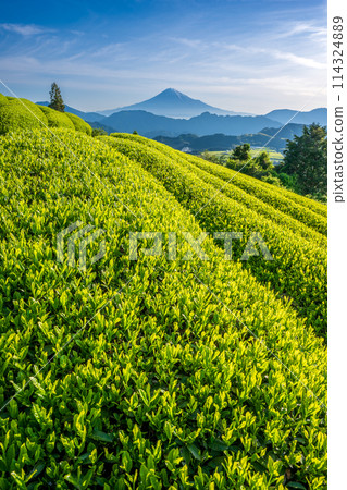 鮮黃色的鮮茶與富士山 114324889