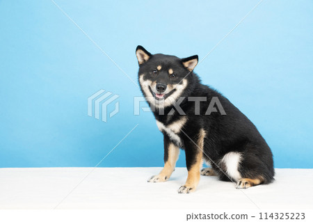 Kotaro the black Shiba Inu smiling against a blue background Kotaro the black Shiba Inu smiling against a blue background 114325223
