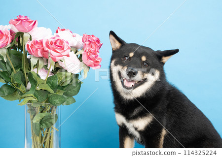 A bust-up of a black Shiba Inu with a blue backdrop and roses A bust-up of a black Shiba Inu with a blue backdrop and roses 114325224