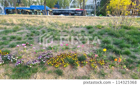 tulip tulip 114325368