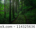 A cobblestone forest path shrouded in morning mist 114325636
