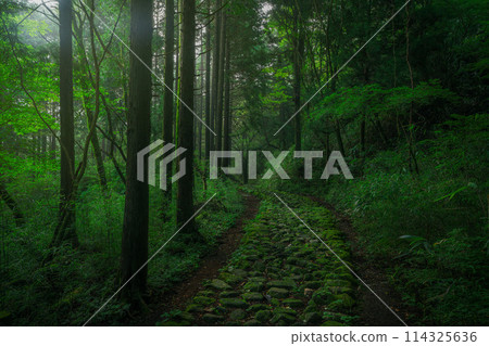 晨霧籠罩的鵝卵石林道 114325636