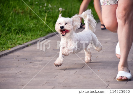 Joyful Maltese dog runs along the path in the park next to his owner Joyful Maltese dog runs along the path in the park next to his owner 114325960