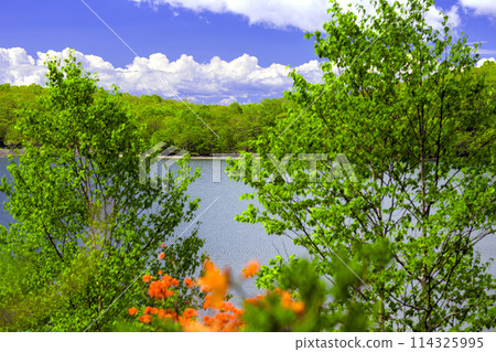 Fresh greenery of Lake Konuma and Renge Azalea 114325995