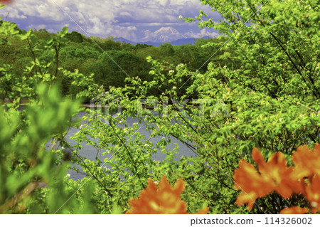清新綠油油的湖泊和富士山 114326002