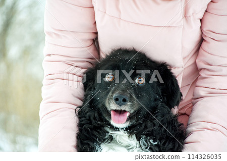 portrait of a happy black dog in the arms of the owner. winter walk with the dog 114326035