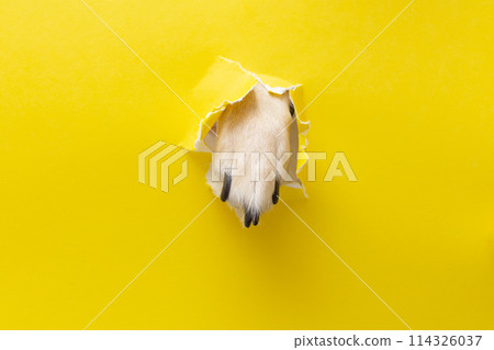 dog paw sticking out of a hole in a yellow torn piece of paper dog paw sticking out of a hole in a yellow torn piece of paper 114326037
