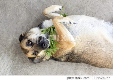 dog lies in an embrace with a cannabis branch dog lies in an embrace with a cannabis branch 114326066