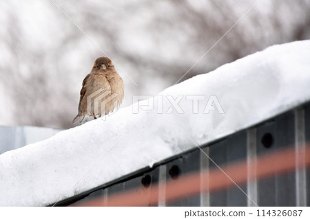 a sparrow sitting on a snowy roof a sparrow sitting on a snowy roof 114326087