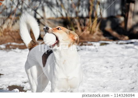dog catches a snowball. playing with the dog on the street. walk in the fresh air 114326094