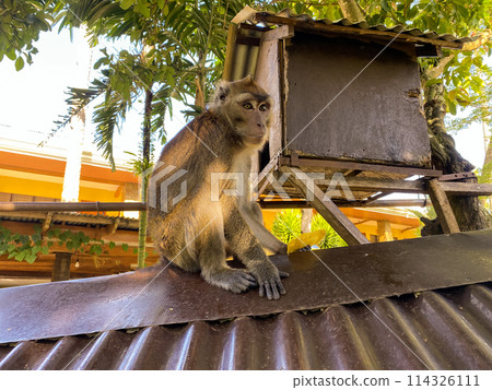 A monkey sits on the roof of a building with a mango in its paw A monkey sits on the roof of a building with a mango in its paw 114326111