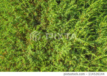 thickets of juniper close-up for the background. texture of coniferous branches thickets of juniper close-up for the background. texture of coniferous branches 114326144