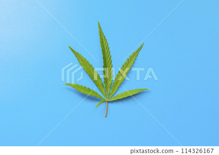 cannabis leaf close-up on a blue background cannabis leaf close-up on a blue background 114326167