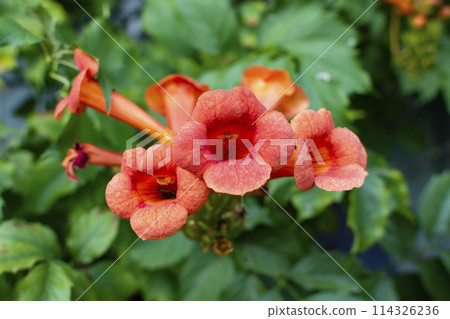 large blooming campsis flowers on a green background large blooming campsis flowers on a green background 114326236