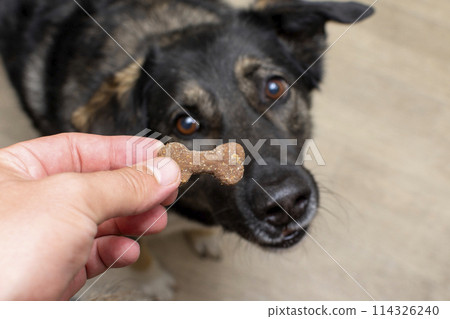 the dog is waiting for a tasty treat. treat for a dog in the form of a bone in a human hand. dog training the dog is waiting for a tasty treat. treat for a dog in the form of a bone in a human hand. dog training 114326240