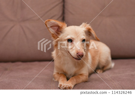 redhaired little cute dog lies on the couch 114326246