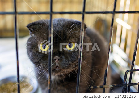 british black fold cat in a pet cage british black fold cat in a pet cage 114326259