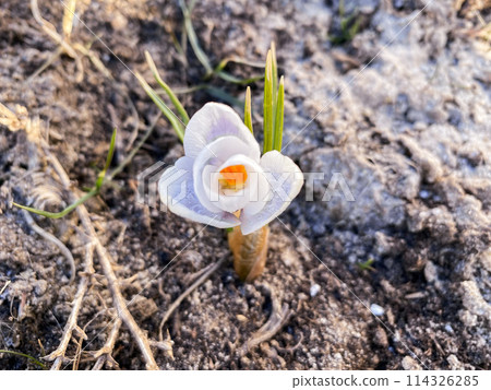 Snowdrop sprouts through heated ground in early spring Snowdrop sprouts through heated ground in early spring 114326285