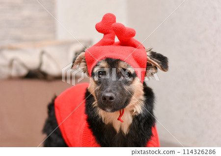 a dog in a red sweater and a red hat with heart shaped horns a dog in a red sweater and a red hat with heart shaped horns 114326286