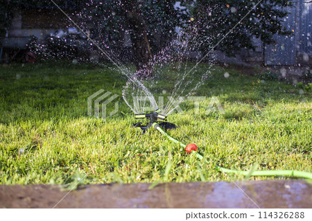 portable lawn sprinkler sprinkles water on green lawn portable lawn sprinkler sprinkles water on green lawn 114326288