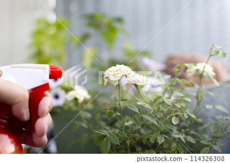 manual spraying of rose flowers from diseases and pests manual spraying of rose flowers from diseases and pests 114326308