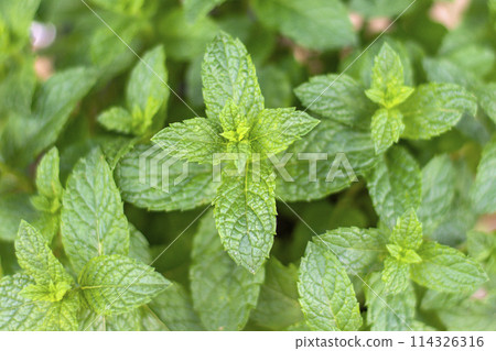 green peppermint leaves close up for background green peppermint leaves close up for background 114326316