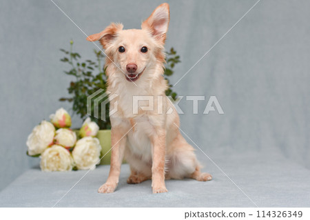 redhead dog on a gray background with flowers in the background redhead dog on a gray background with flowers in the background 114326349