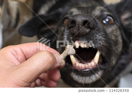 dog grabs a bone-shaped treat with its open mouth 114326350