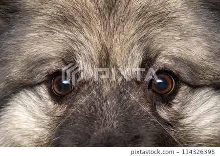 eyes of a gray fluffy wolfspitz dog close up. portrait. Wolf 114326398