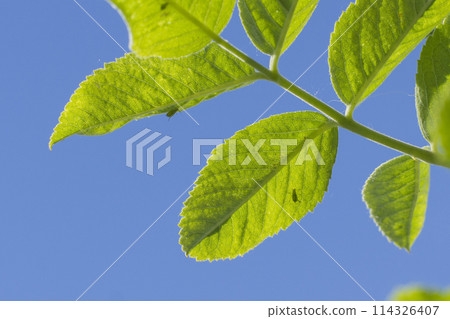aphids on green leaves on a blue background aphids on green leaves on a blue background 114326407