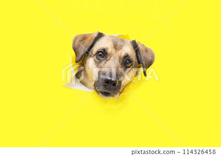 a dog head sticks out of a hole in a yellow torn piece of paper a dog head sticks out of a hole in a yellow torn piece of paper 114326458