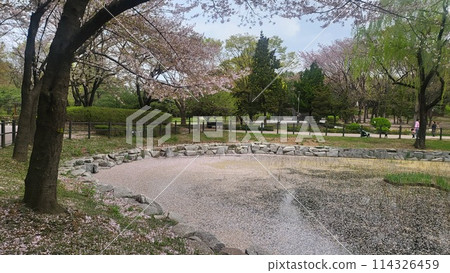 cherry blossoms pond cherry blossoms pond 114326459