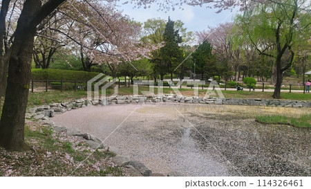 cherry blossoms pond 114326461