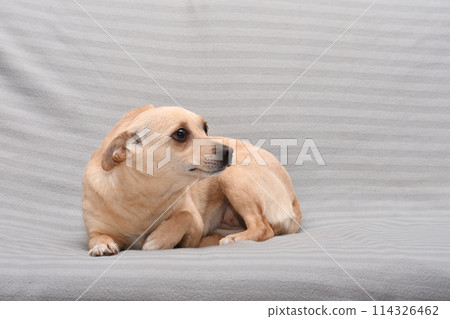 cheerful dog of small size on a grey background cheerful dog of small size on a grey background 114326462