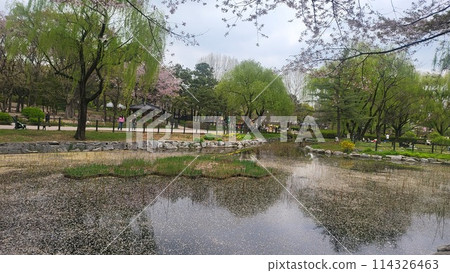 cherry blossoms pond cherry blossoms pond 114326463