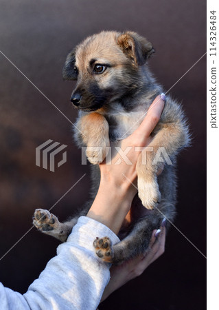 little cute puppy in human hands on brown background 114326484