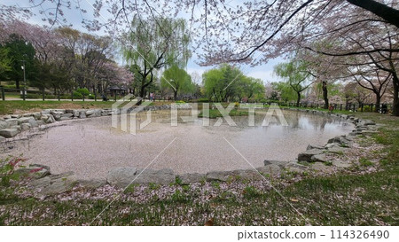 cherry blossoms pond 114326490