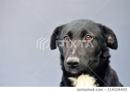 portrait of a black dog with ears pressed to its head on a gray background 114326493