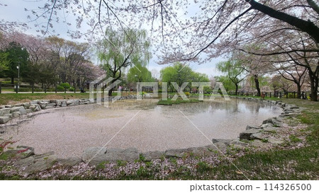 cherry blossoms pond cherry blossoms pond 114326500