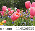 有開花的鬱金香的花壇 114326535