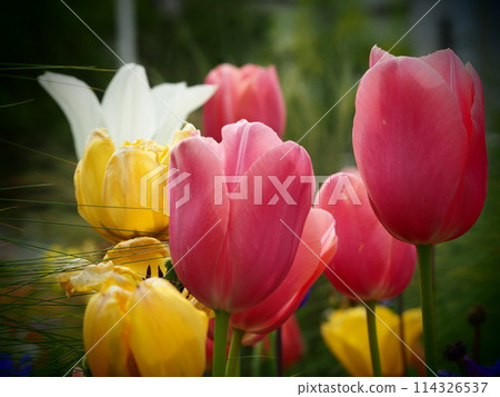 舞台翅膀上的鬱金香 舞台翅膀上的鬱金香 114326537