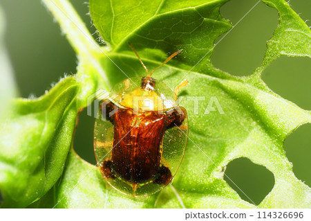 Jingasa beetle Jingasa beetle 114326696