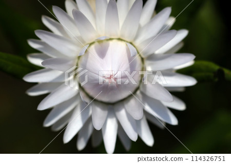 Pearl-like silvery white glittering cornflower flowers (photographed using a macro lens, outdoor natural light, close-up) Pearl-like silvery white glittering cornflower flowers (photographed using a macro lens, outdoor natural light, close-up) 114326751