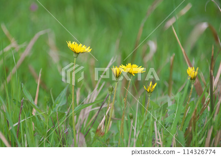 Kang Sai Dandelion Kang Sai Dandelion 114326774