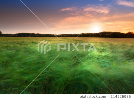 Meadow, grass and countryside sunset in summer evening or farm field agriculture or outdoor, environmental or rural. Plants, forest and scenery ecosystem on land in England or travel, morning or trip 114326986
