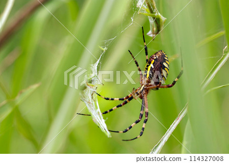 一隻雌性長尾蜘蛛抓住一隻蚱蜢並將其包裹在籠子裡(微距鏡頭,自然光,特寫照片) 一隻雌性長尾蜘蛛抓住一隻蚱蜢並將其包裹在籠子裡(微距鏡頭,自然光,特寫照片) 114327008