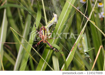 一隻雌性長尾蜘蛛將獵物包裹在籠子裡,從腹側拍攝(使用微距鏡頭,自然光,特寫照片) 一隻雌性長尾蜘蛛將獵物包裹在籠子裡,從腹側拍攝(使用微距鏡頭,自然光,特寫照片) 114327009