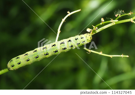 Caterpillar larvae 114327045