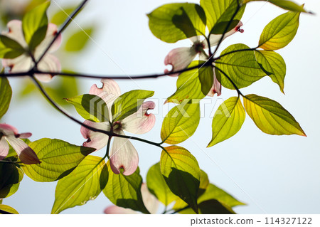山茱萸花在清新的晴朗天空下綻放（使用微距鏡頭的特寫戶外影像） 114327122